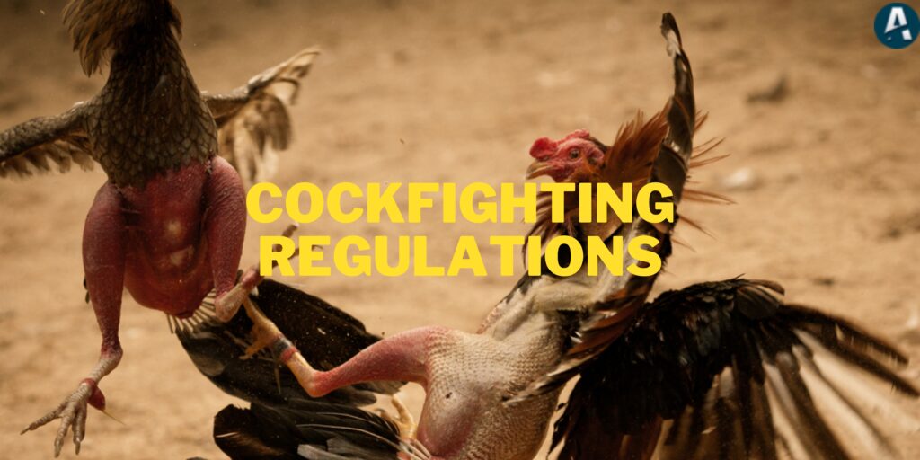 Cockfighting Regulations
