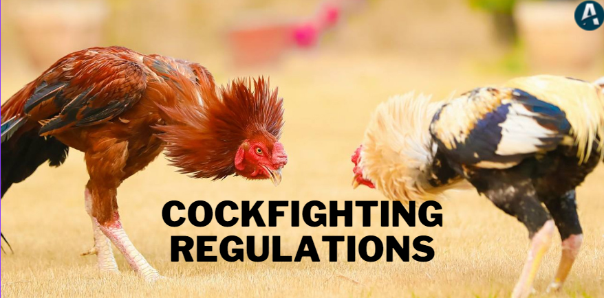 Cockfighting Regulations